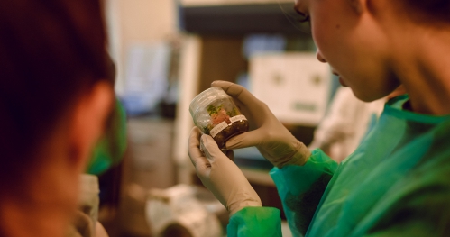 Oprowadzanie po pracowni hodowli roślin in vitro wraz z prelekcją