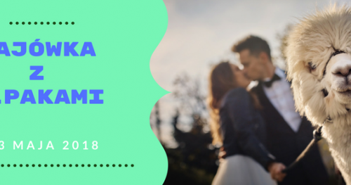 MAJÓWKA Z ALPAKAMI W GODZINACH 14:00-16:00