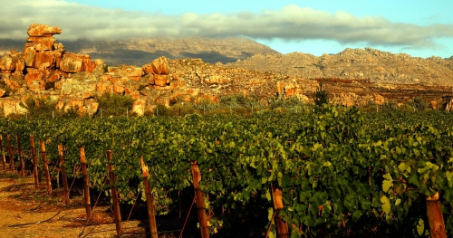 CEDERBERG & GHOST CORNER - Winnice Afryki - degustacja win z RPA