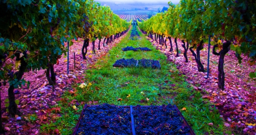 Masterclass Cahors - Warszawa