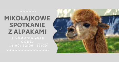 Mikołajkowe Spotkanie z Alpakami - 8 XII