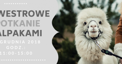 SYLWESTROWE SPOTKANIE Z ALPAKAMI