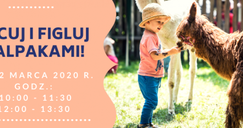 FILCUJ I FIGLUJ Z ALPAKAMI