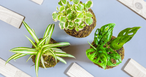 Workshops of creating kokedama