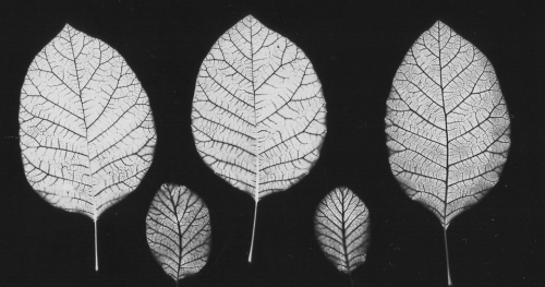 Warsztaty fotograficzne: luksografia