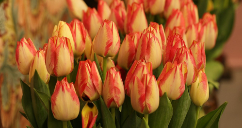Warsztaty: słodkie flowerboxy