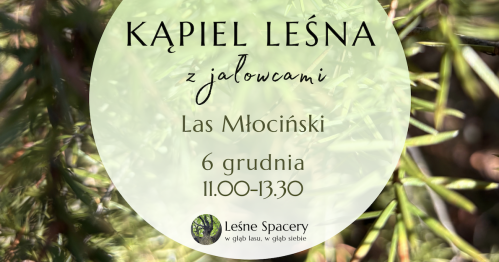 Leśna kąpiel z jałowcami. Leśne spacery. W głąb lasu, w głąb siebie.