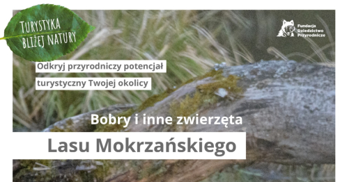 Turystyka bliżej natury / Bobry i inne zwierzęta Lasu Mokrzańskiego