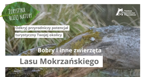 Turystyka bliżej natury / Bobry i inne zwierzęta Lasu Mokrzańskiego