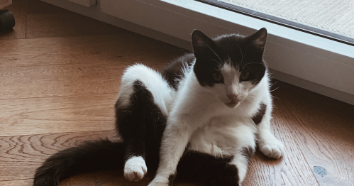 Spotkanie nowych wolontariuszy