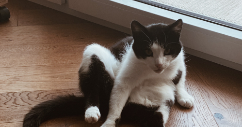 Spotkanie nowych wolontariuszy