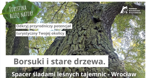 Turystyka bliżej natury / Borsuki i stare drzewa